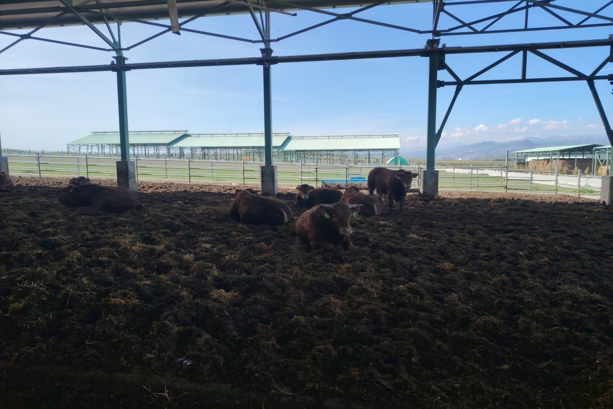 AI и ферма: как работает «Ширван Агро»-ФОТО 