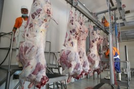 В Азербайджане организовали 134 пункта продажи и забоя жертвенных животных