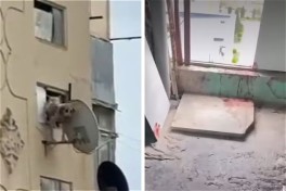 Мужчину арестовали после видео с выброшенной из окна собакой в Баку