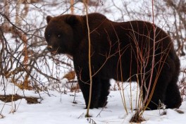В России число погибших от нападений медведей достигло 28 человек