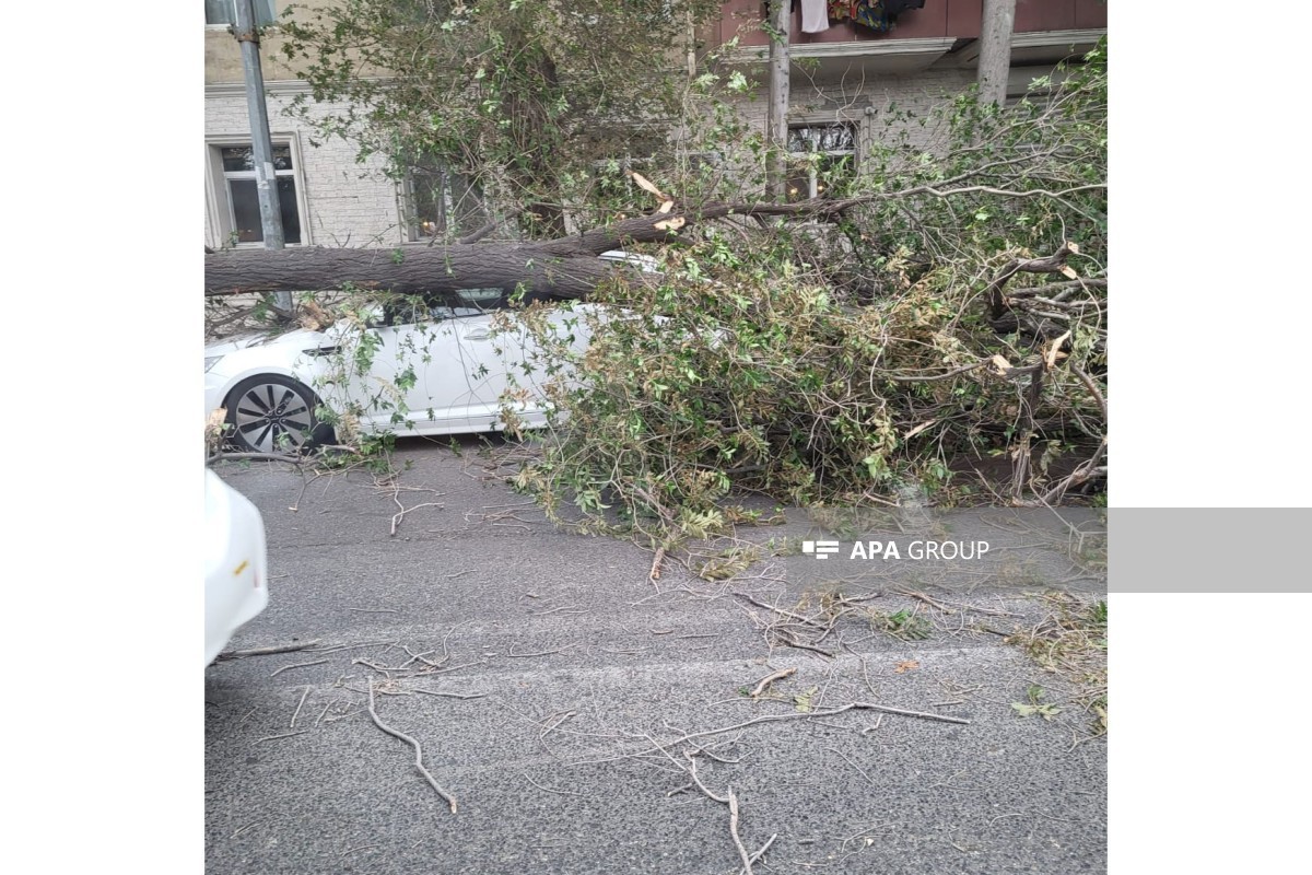 Сильный ветер повалил дерево на автомобили в Баку-ФОТО 