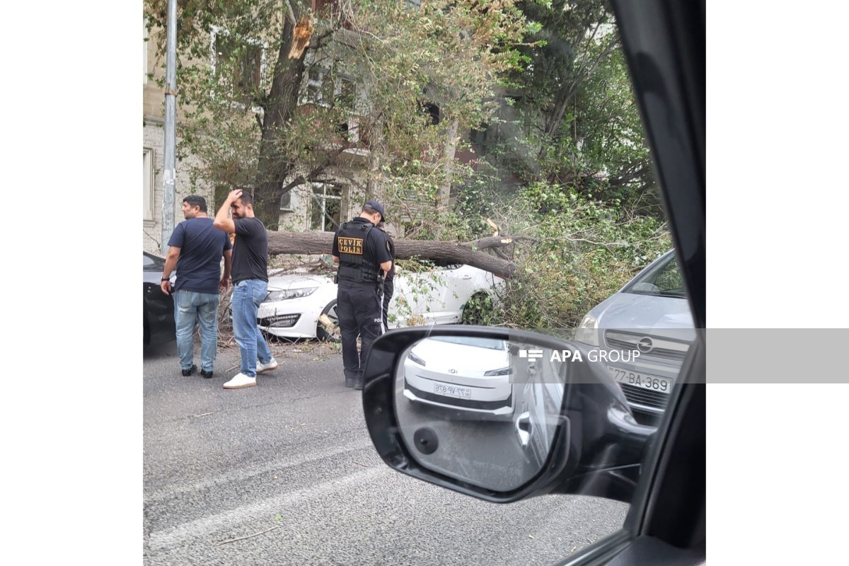Сильный ветер повалил дерево на автомобили в Баку-ФОТО 