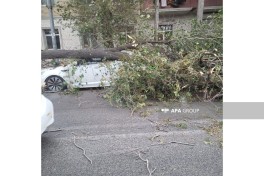 Сильный ветер повалил дерево на автомобили в Баку-ФОТО 