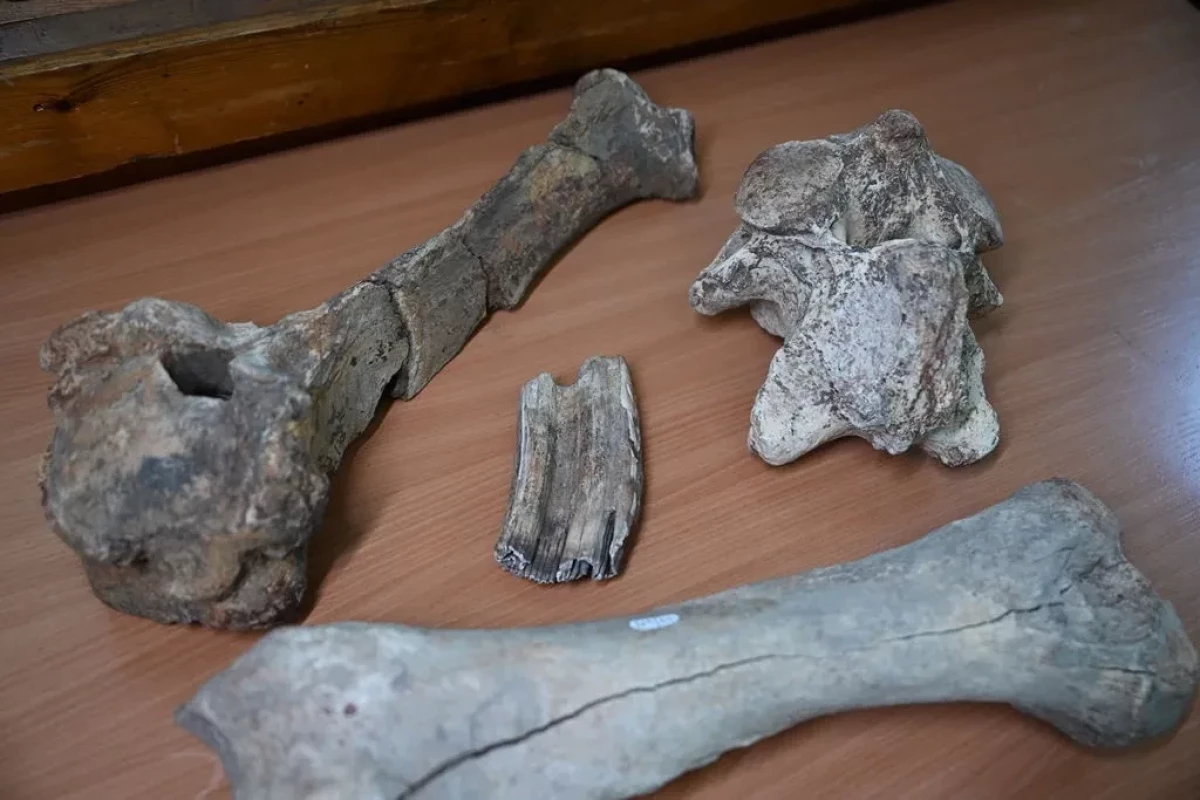 В Сибири нашли «единорога», жившего 350 тысяч лет назад-ФОТО 