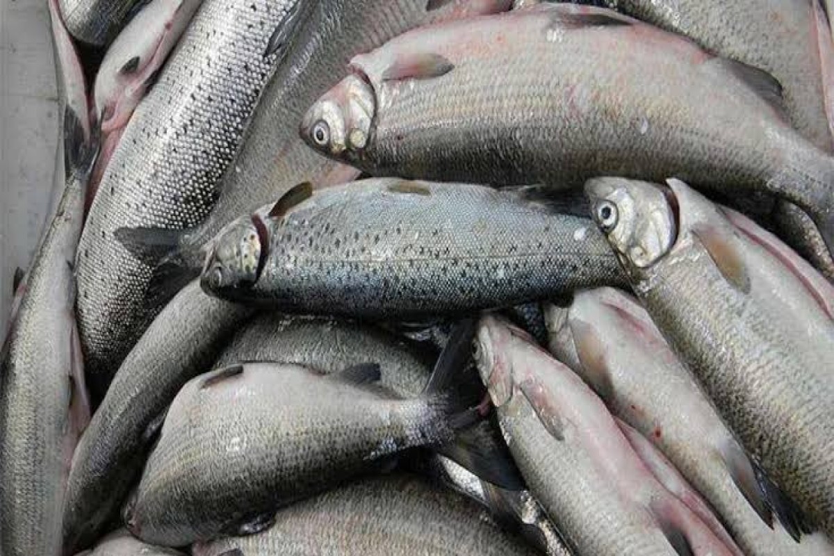 Запрет на ввоз из Армении в РФ рыбной и молочной продукции сохраняется
