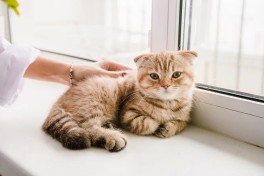 Ученые обнаружили общий механизм развития рака у кошек и людей